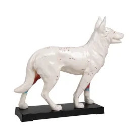Akupunktur Modell Hund, 30 cm