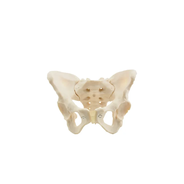 Anatomisches Beckenmodell Weibliches Skelett HeineScientific