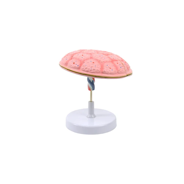 Anatomisches Modell der Plazenta Nabelschnur HeineScientific