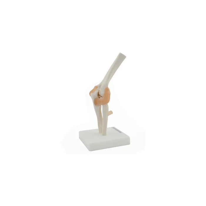 Anatomisches Modell Ellenbogen mit Bändern Skelett HeineScientific