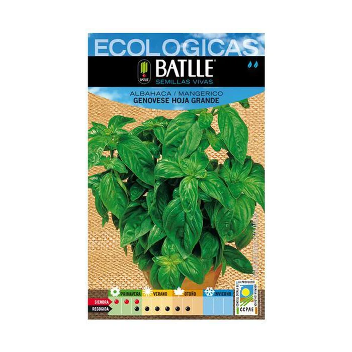 Genovese Basil Seeds Large Leaf 1 Umschläge