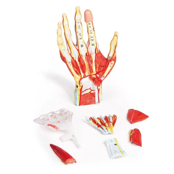 Handmodell 7-teilig | Anatomie der Hand
