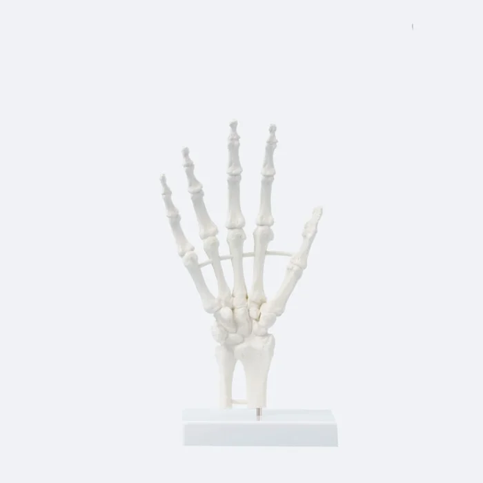 Handskelett | unbeweglich