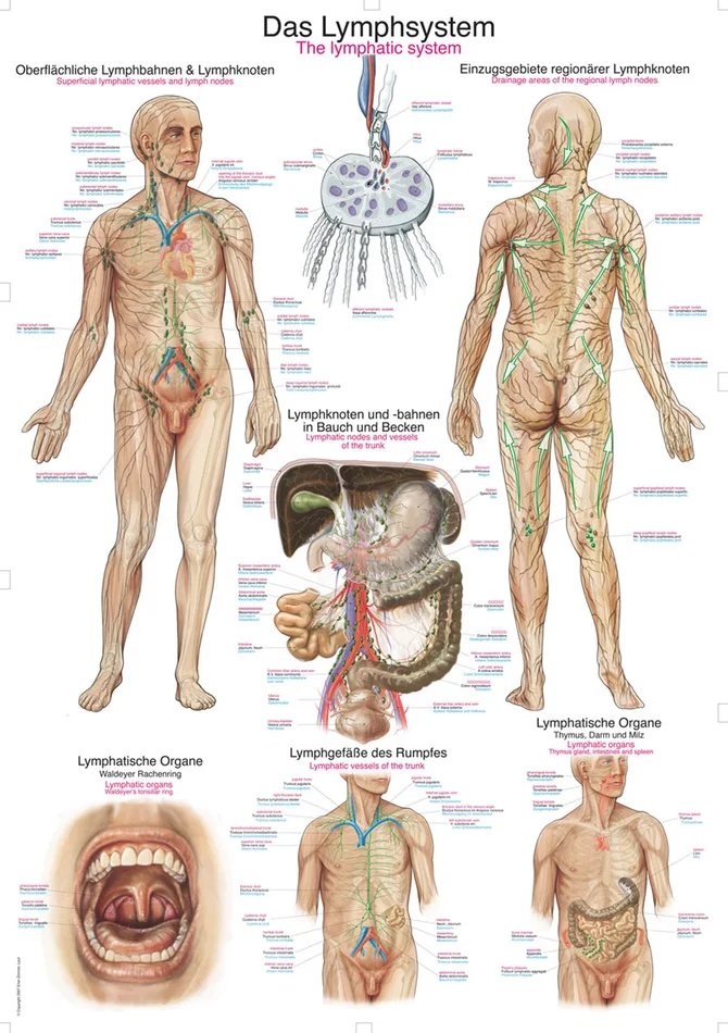 Lehrtafel Das Lymphsystem 50x70cm