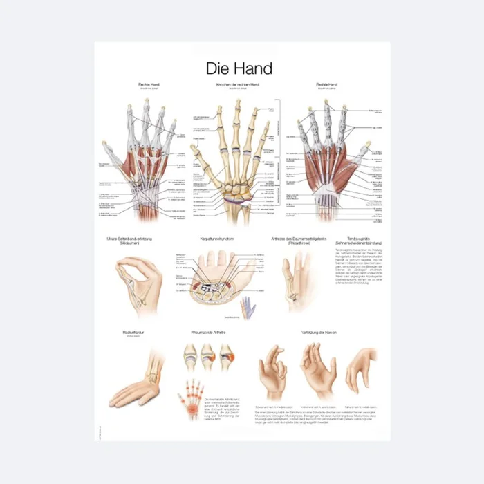 Lehrtafel | Die Hand