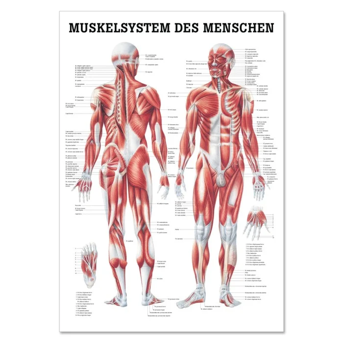 Lehrtafel | Muskelsystem des Menschen | Rüdiger Anatomie