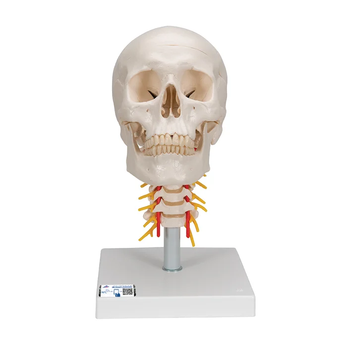Menschliches Schädel Modell „Klassik“ auf Halswirbelsäule, 4-teilig – 3B Smart Anatomy