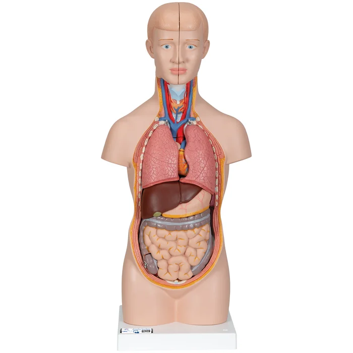 Mini Torso Modell, 12-teilig – 3B Smart Anatomy