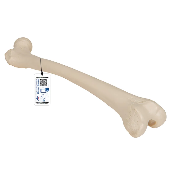 Oberschenkelknochen Modell – 3B Smart Anatomy