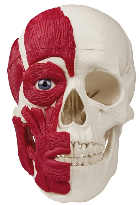 Schädelmodell mit Muskulatur