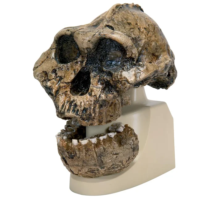 Schädelreplikat Australopithecus boisei (KNM-ER 406 + Omo L7A-125)