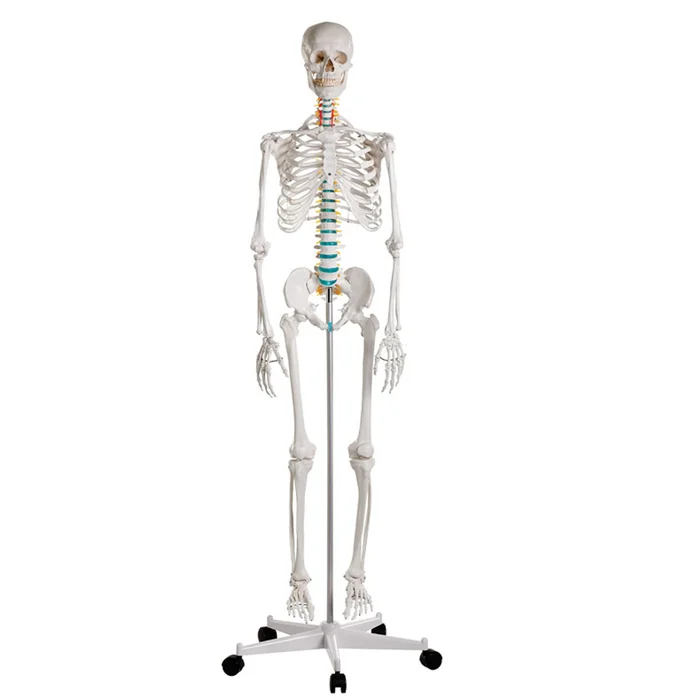 Schulskelett „Oscar“