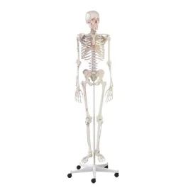 Skelett mit Muskeldarstellung, anatomisches Modell