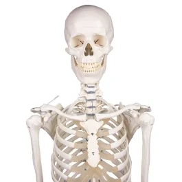 Skelett, Standardmodell, anatomisches Modell, ideal für das Studium