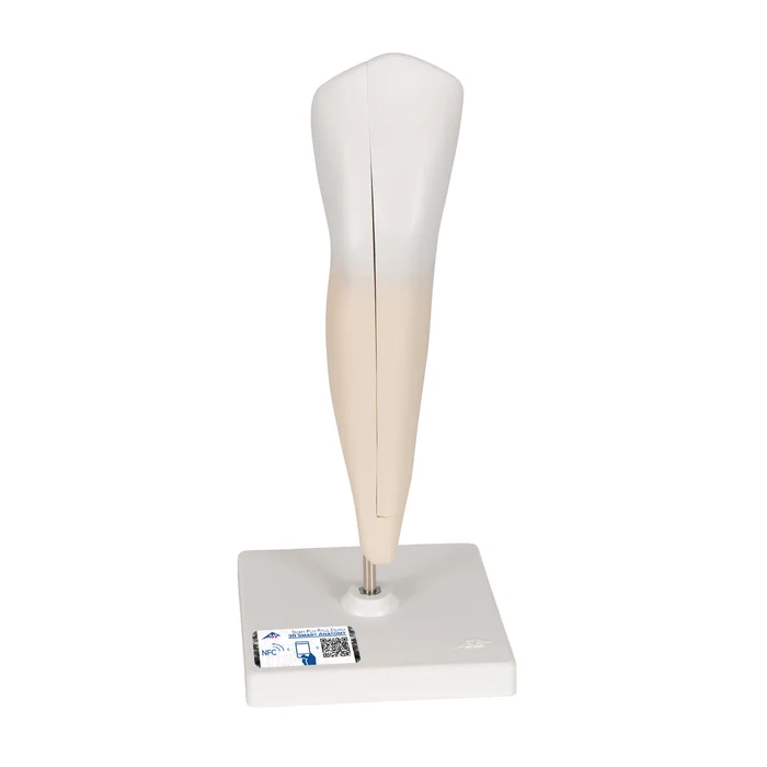 Zahn Modell Unterer Eckzahn, 2-teilig – 3B Smart Anatomy